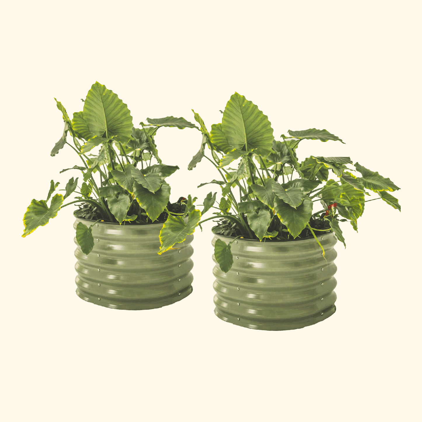 Self-Watering Planter - Twin Pack