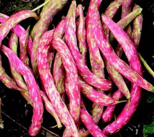 Vermont Cranberry Bean Seeds