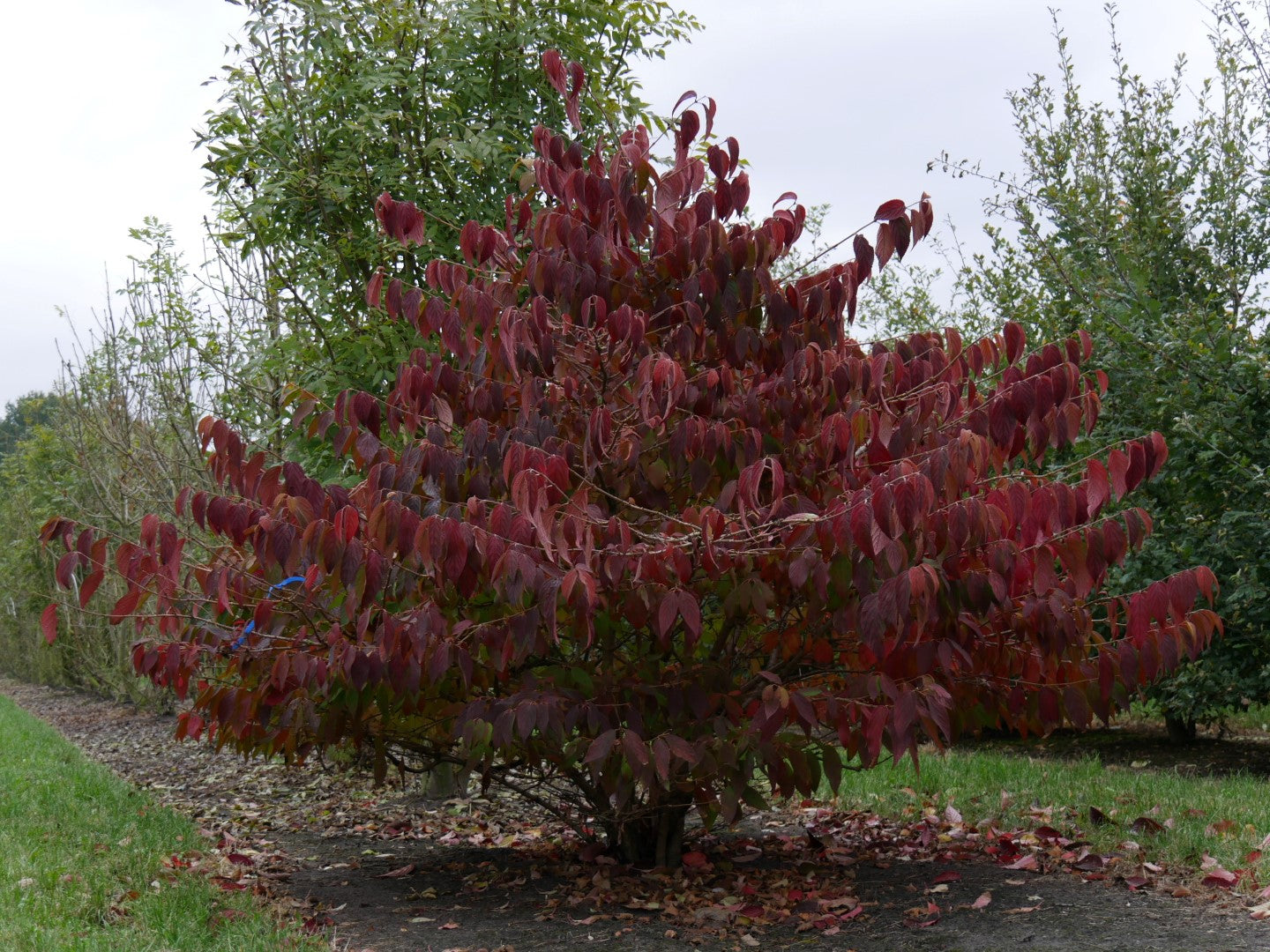 Viburnum 'Mariesii Viburnum'