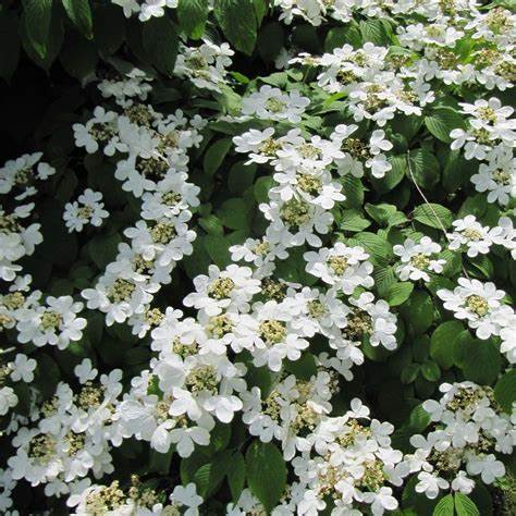 Viburnum 'Mariesii Viburnum'