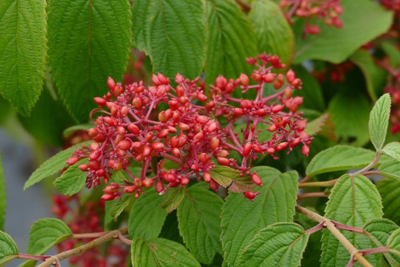 Viburnum 'Mariesii Viburnum'