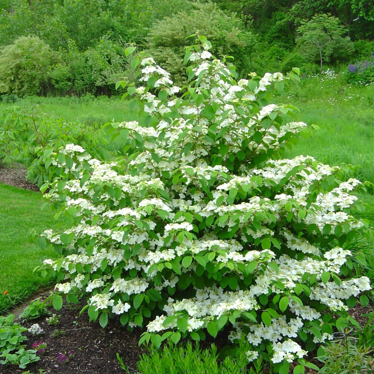 Viburnum 'Mariesii Viburnum'