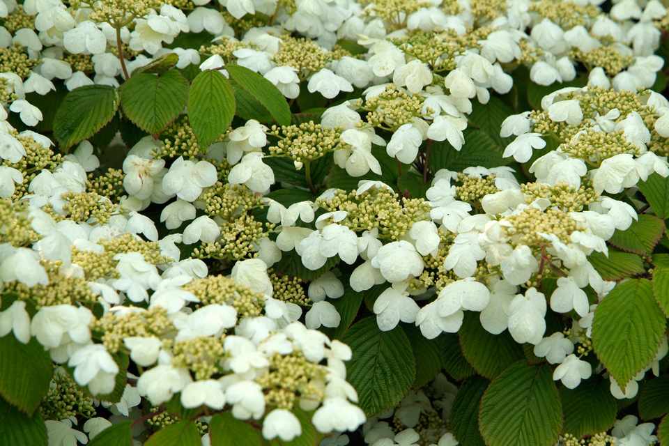 Viburnum 'Mariesii Viburnum'