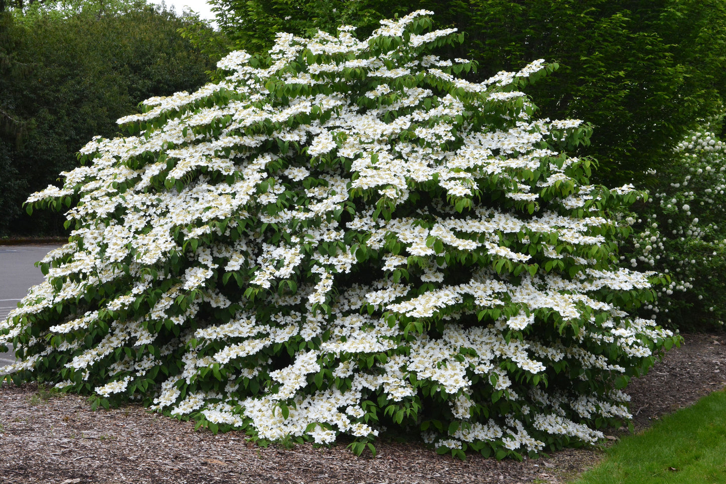 Viburnum 'Mariesii Viburnum'