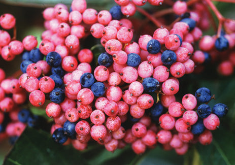 Brandywine™ Viburnum