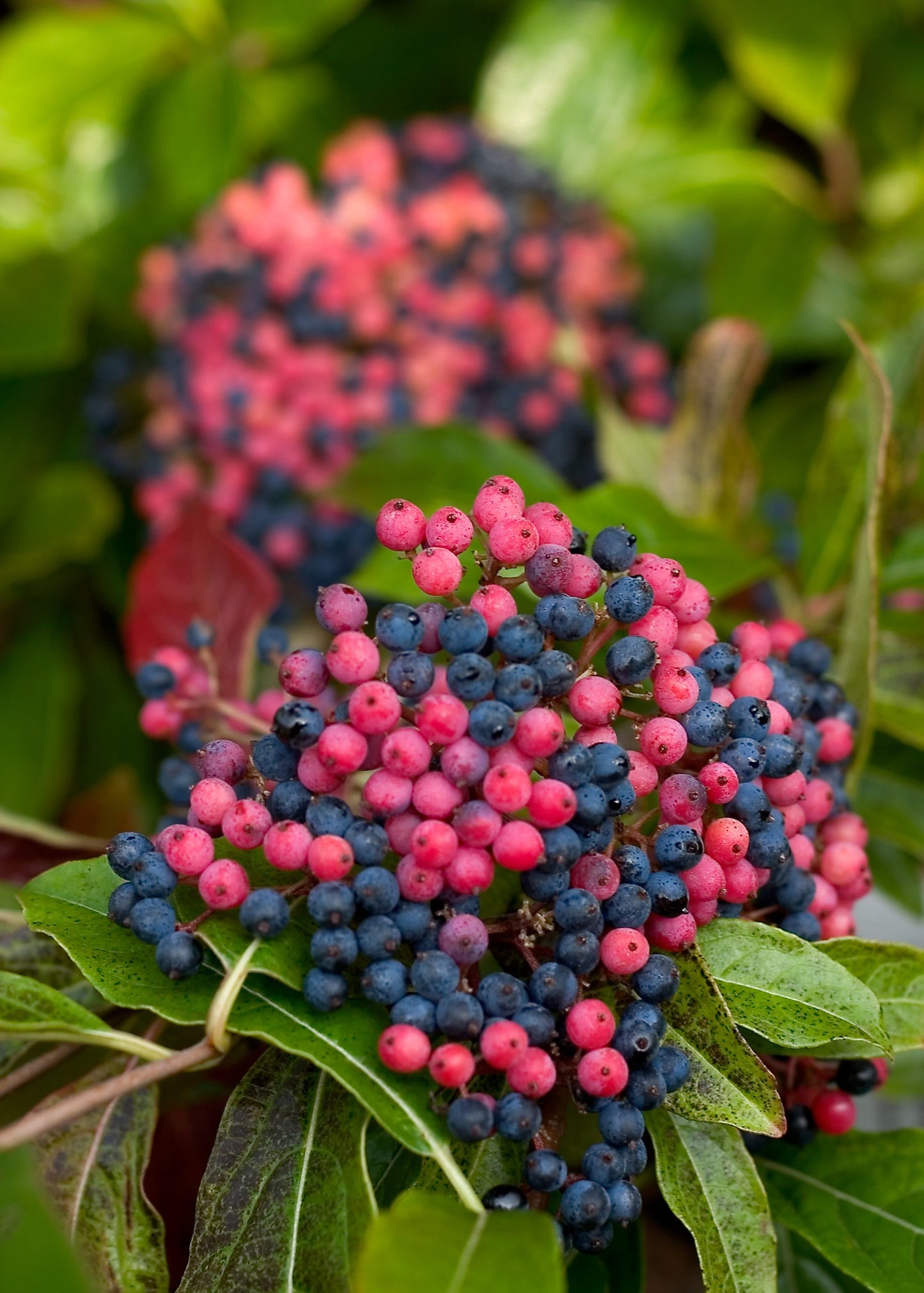 Brandywine™ Viburnum