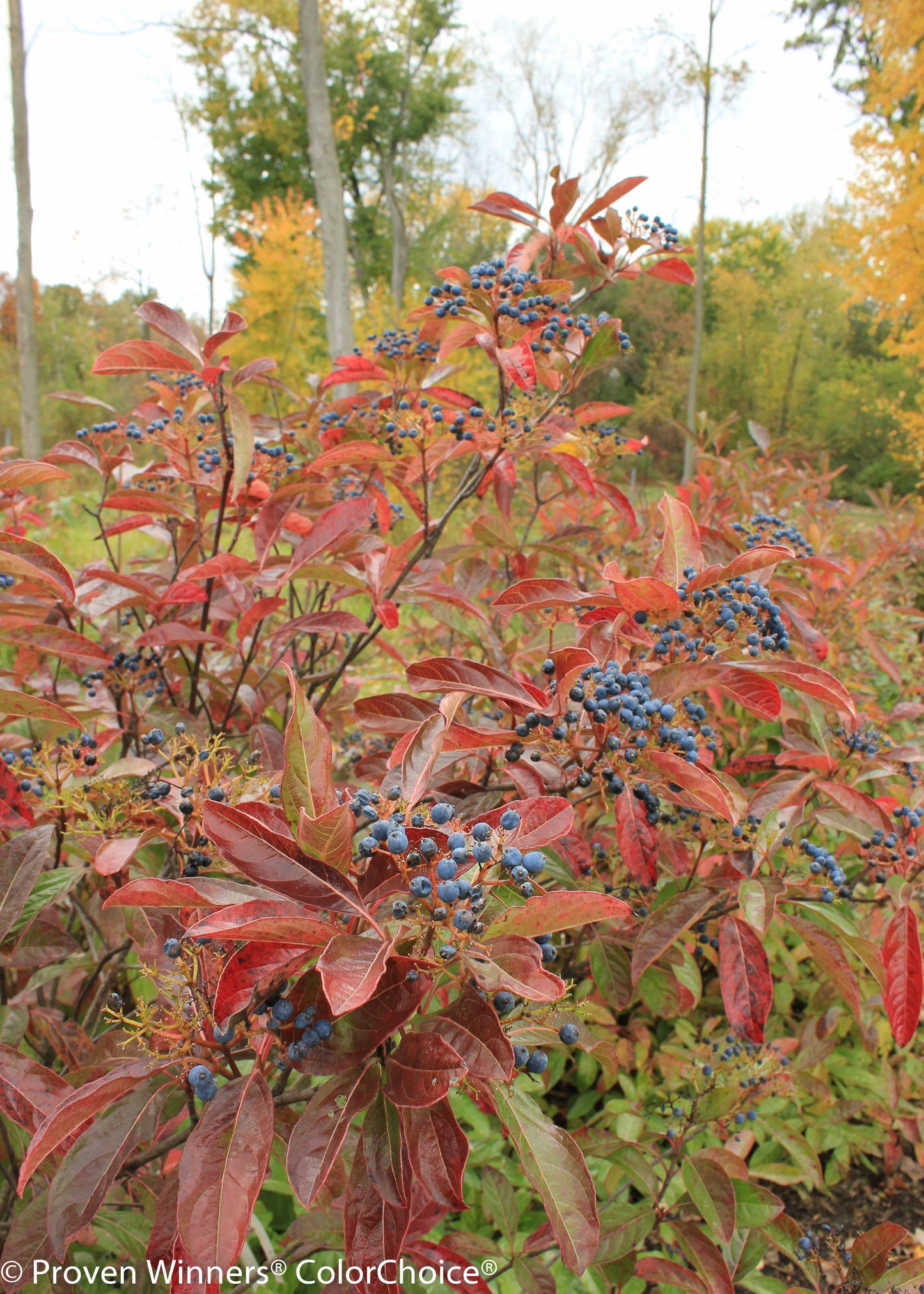 Brandywine™ Viburnum