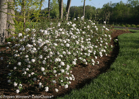 Spice Baby™  Koreanspice Viburnum