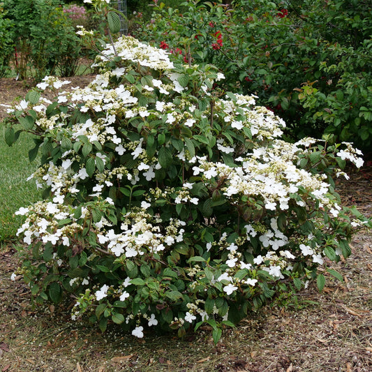 Steady Eddy® Doublefile Viburnum