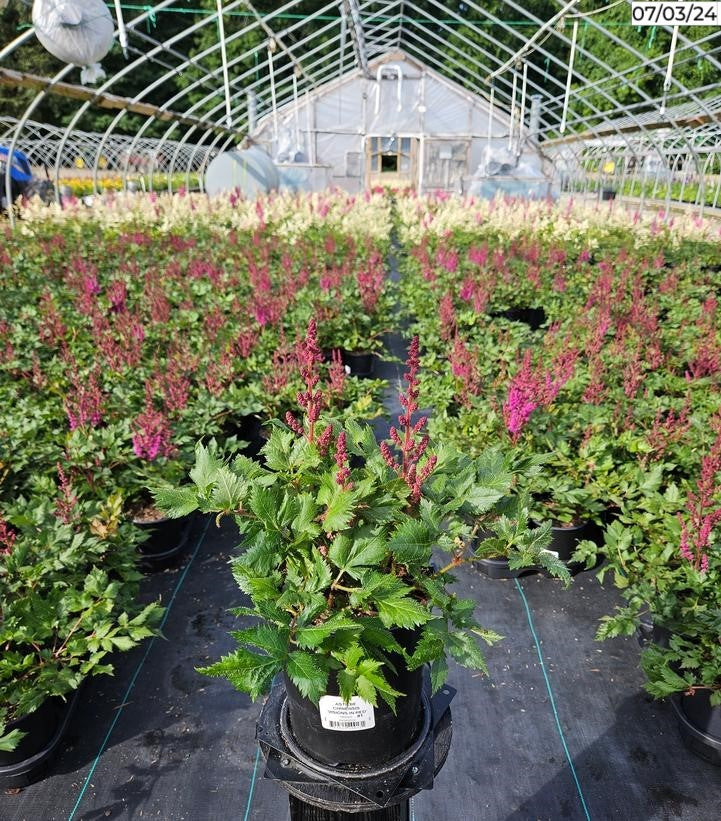 Visions in Red Astilbe