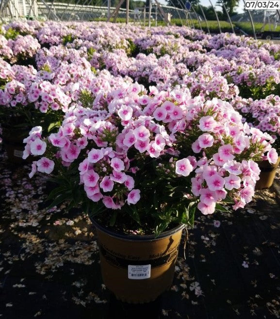 Volcano® Soft Pink with Dark Eye Garden Phlox