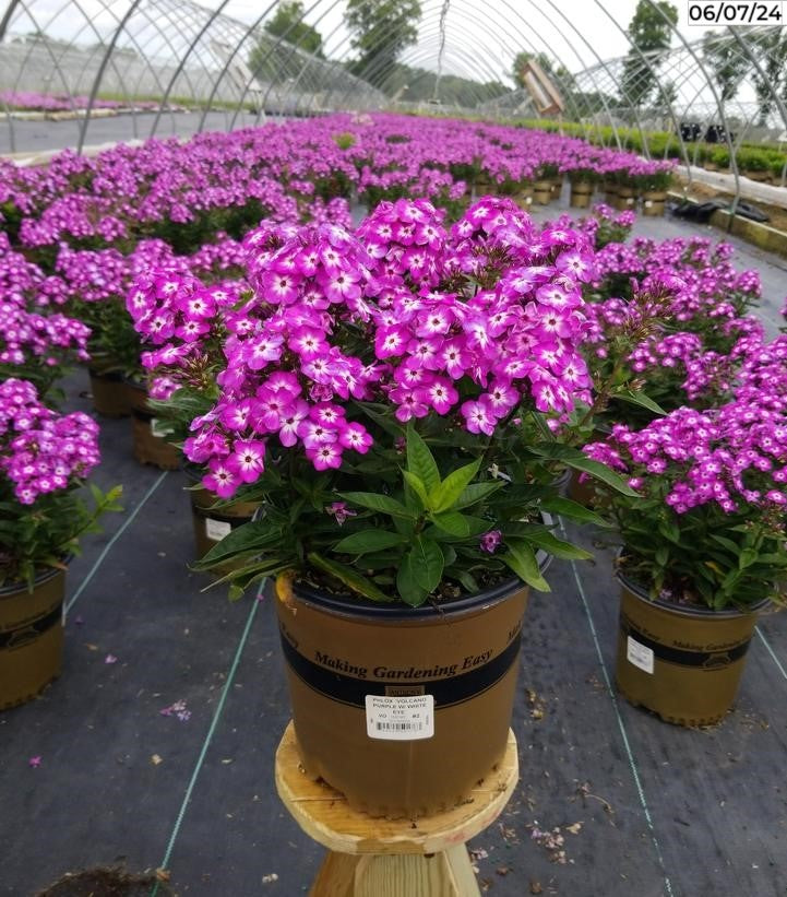 Volcano® Purple Garden Phlox