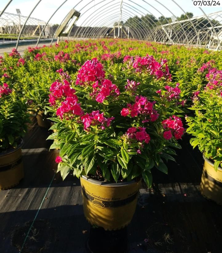 Volcano® Red Garden Phlox