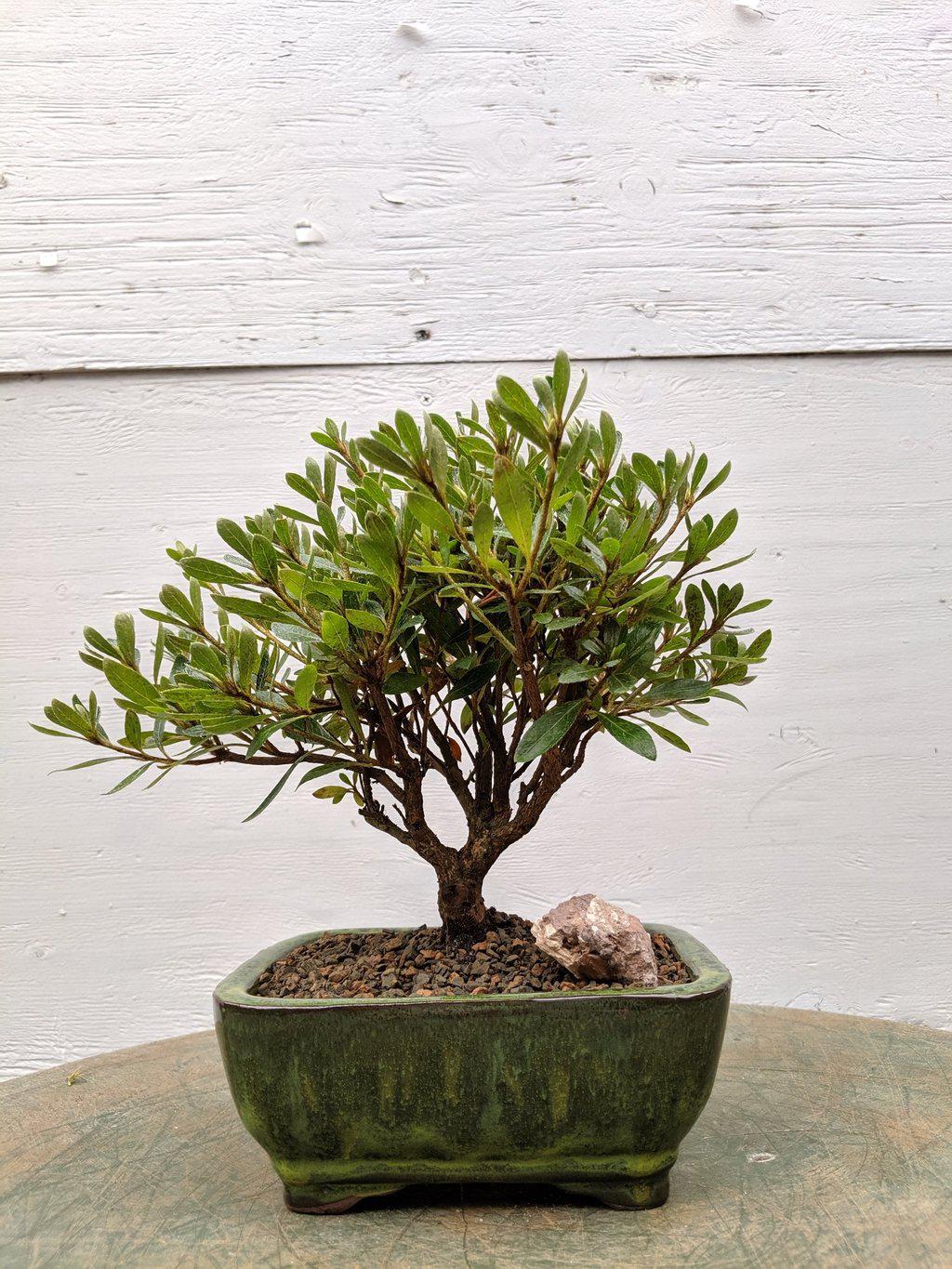 White Hiryu Azalea Bonsai Tree