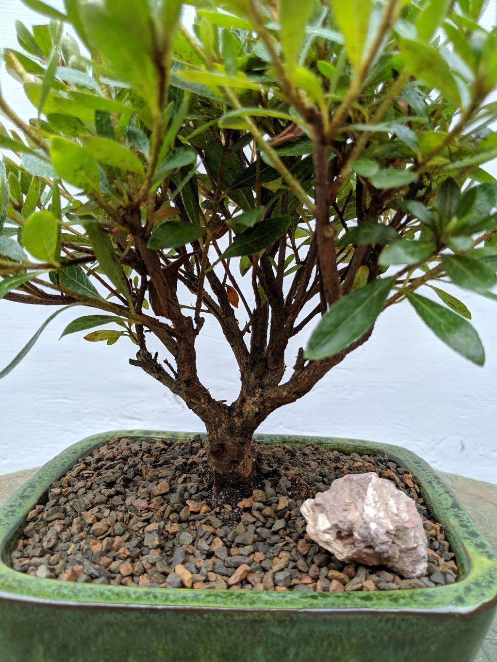 White Hiryu Azalea Bonsai Tree