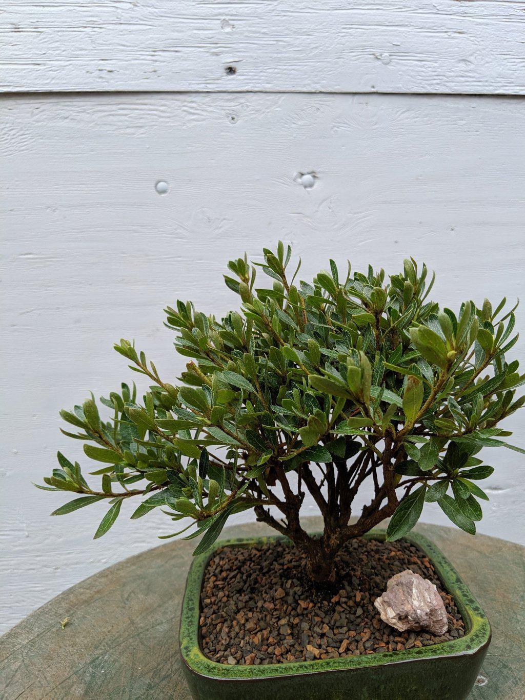 White Hiryu Azalea Bonsai Tree