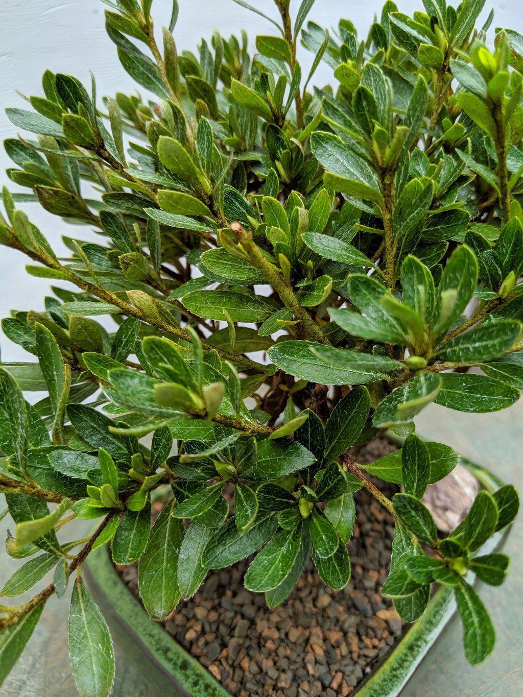 White Hiryu Azalea Bonsai Tree