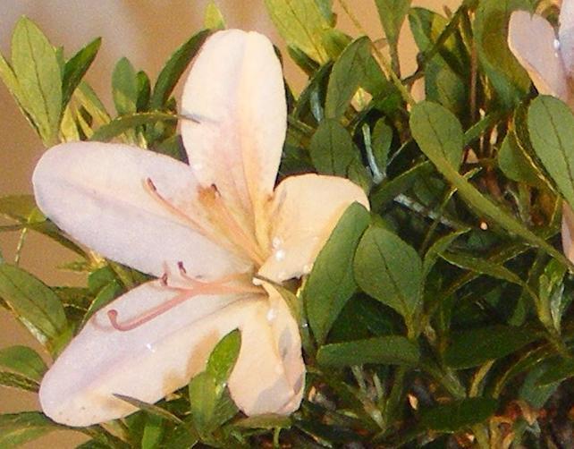 White Hiryu Azalea Bonsai Tree