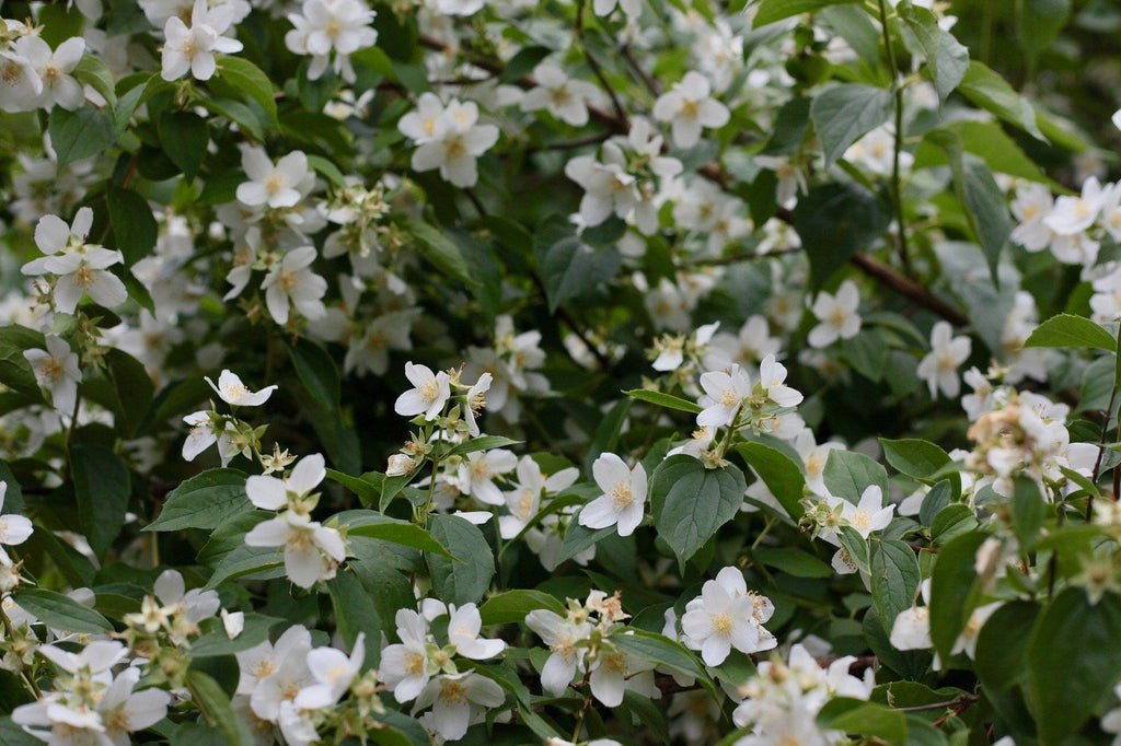 Flowering White Jasmine Bonsai Tree