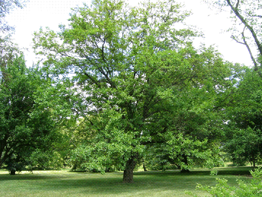 White Mulberry Tree