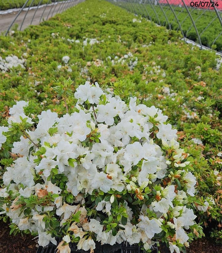 Girards Pleasant White Azalea