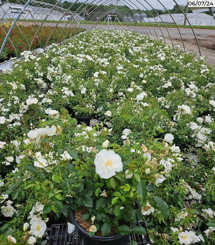 White Flower Carpet Rose