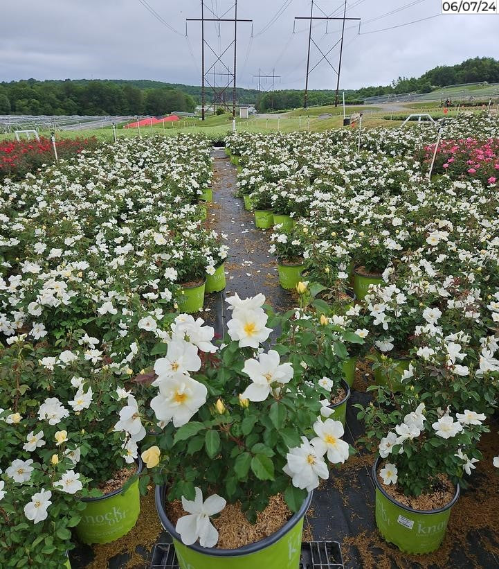 White Knock Out® Rose