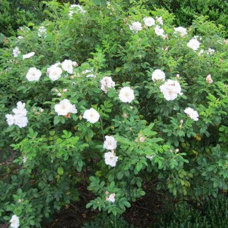 Rose of Sharon - Shrub Althea - Hibiscus 'White'