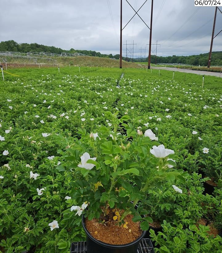 White Rugosa Rosa