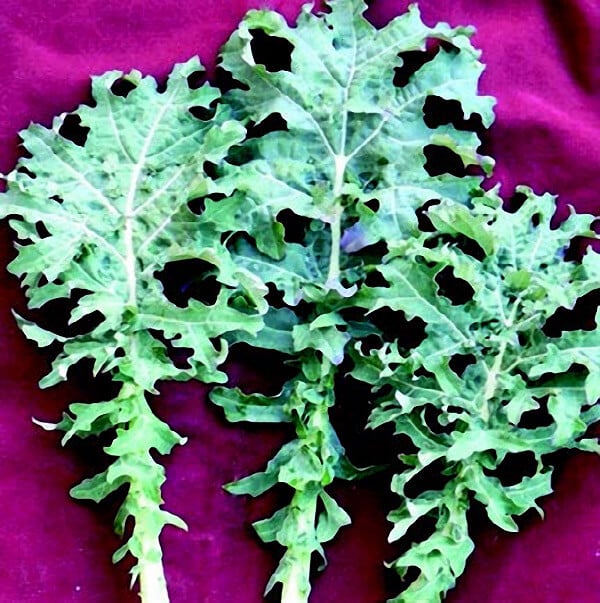 White Russian Kale Seeds