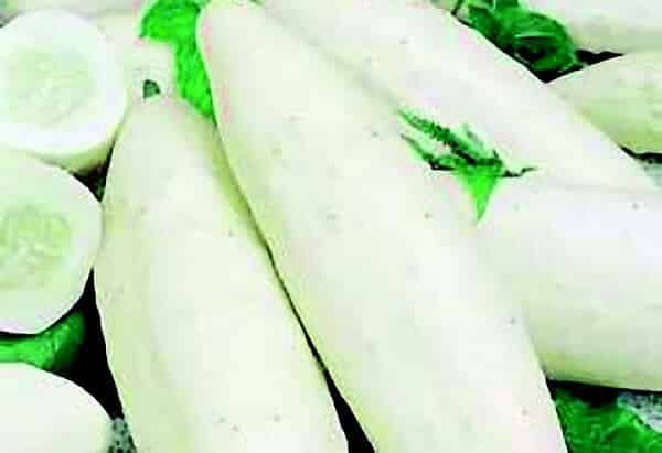 White Wonder Cucumber