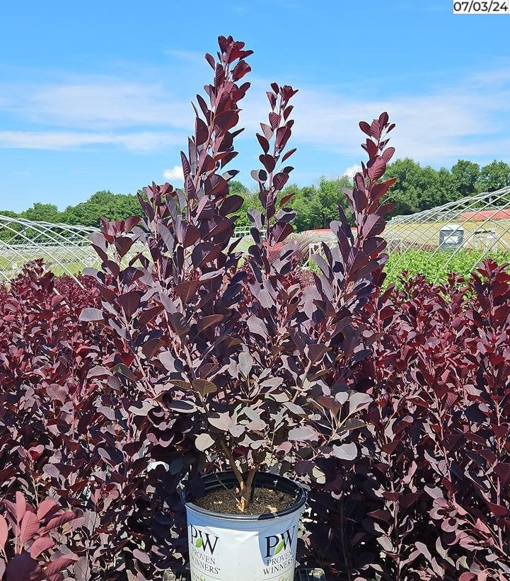 Winecraft Black® Smokebush