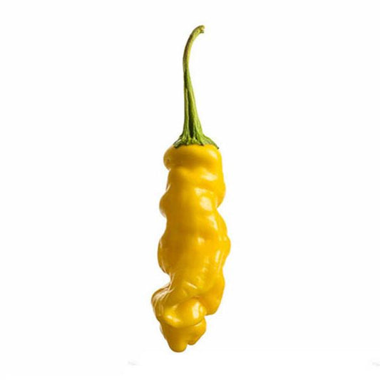 Yellow Peter Pepper Seeds (Non-Isolated)