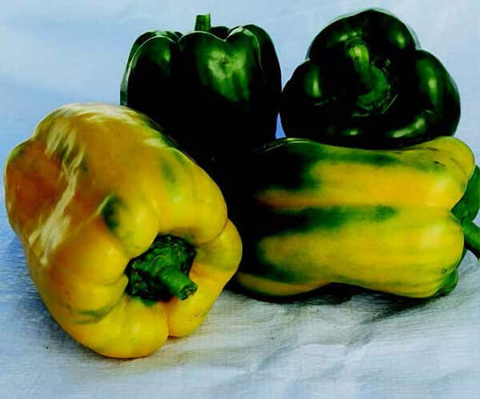 Yellow Monster Pepper Seeds