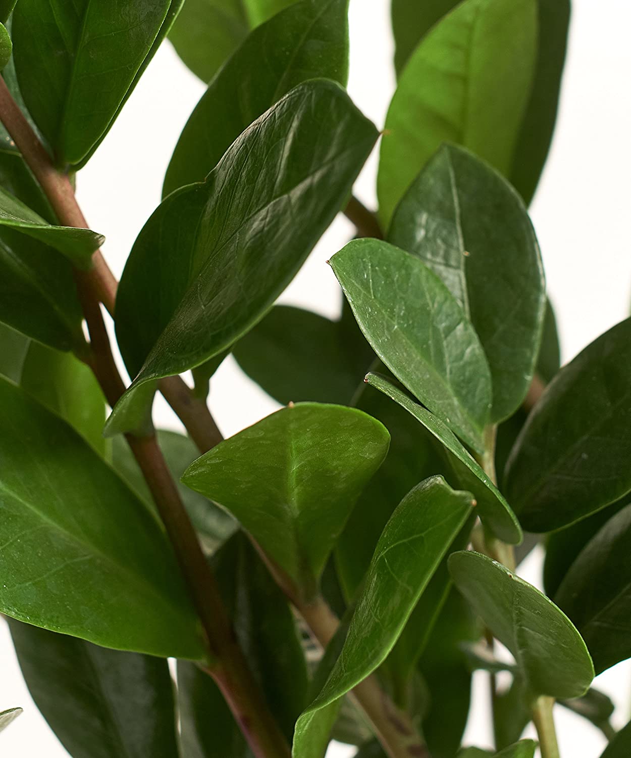 Zamioculcas Zamiifolia 'ZZ Plant'