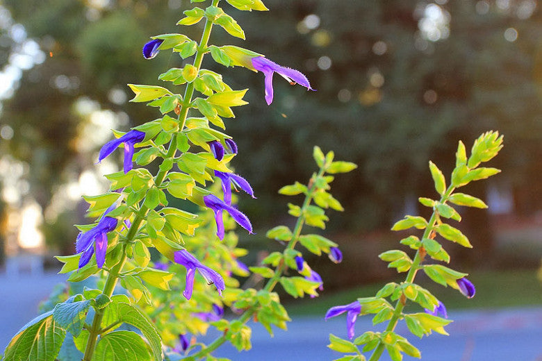 Mexican Sage Limelight Mexican Salvia One Gallon Size Healthy Harvesters