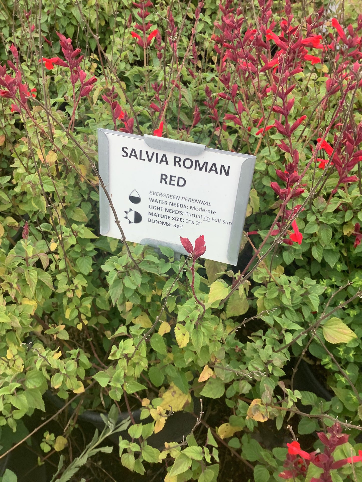 Salvia Roman Red Sage One  Gallon Size Healthy Harvesters