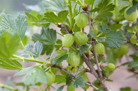 Pixwell Gooseberry