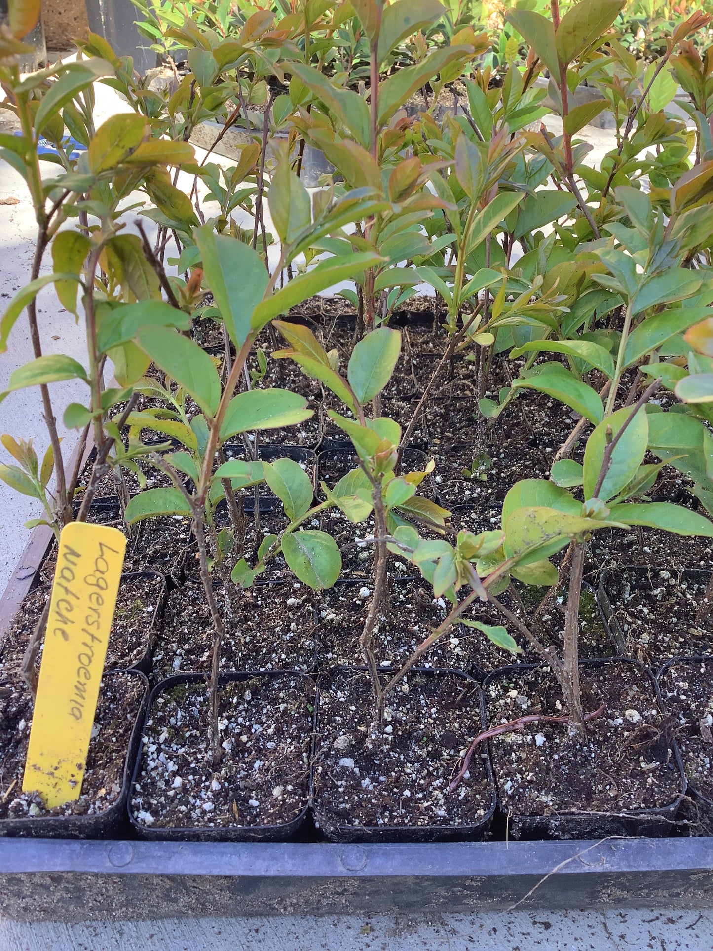 Natchez Crape Myrtle Lagerstroemia indica x fauriei 'Natchez' Tree Healthy Harvesters