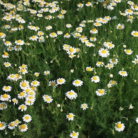 Roman Chamomile Plant - Perennial Herb Groundcover Healthy Harvesters