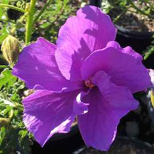 Blue Hibiscus Santa Cruz Alyogyne huegelii Flower 