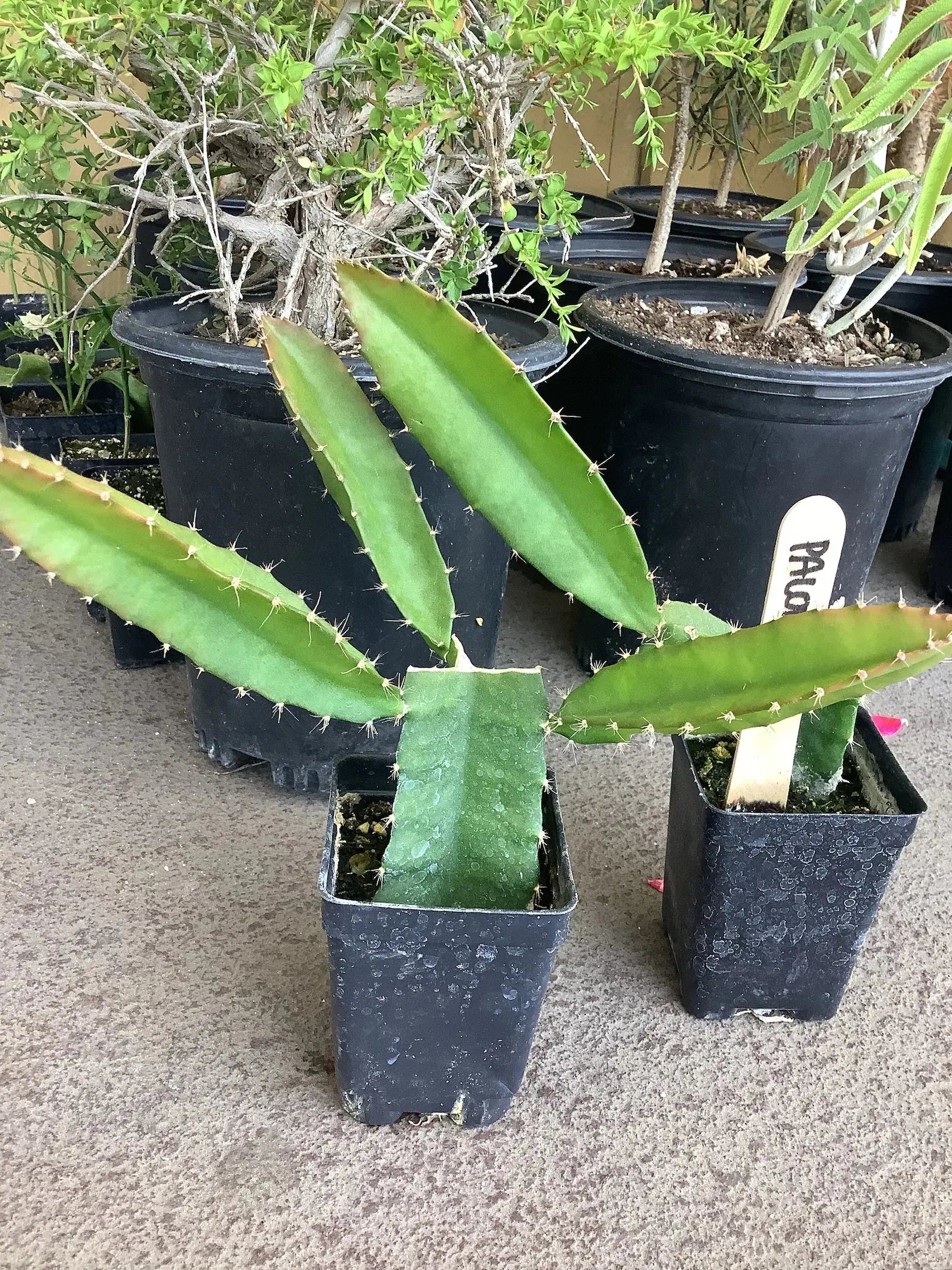 Yellow Dragon Fruit Palora Ecuadorian Selenicereus megalanthus Rooted Plant Healthy Harvesters