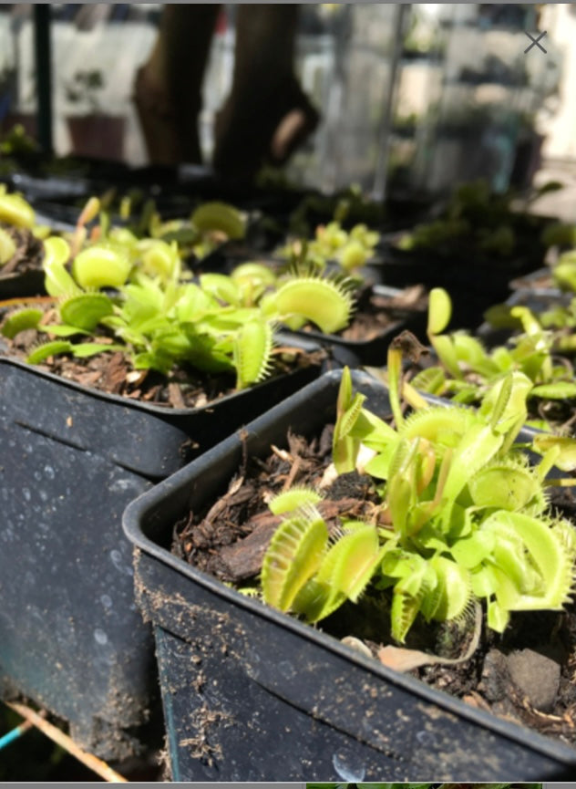 Venus Flytrap Plant Healthy Harvesters