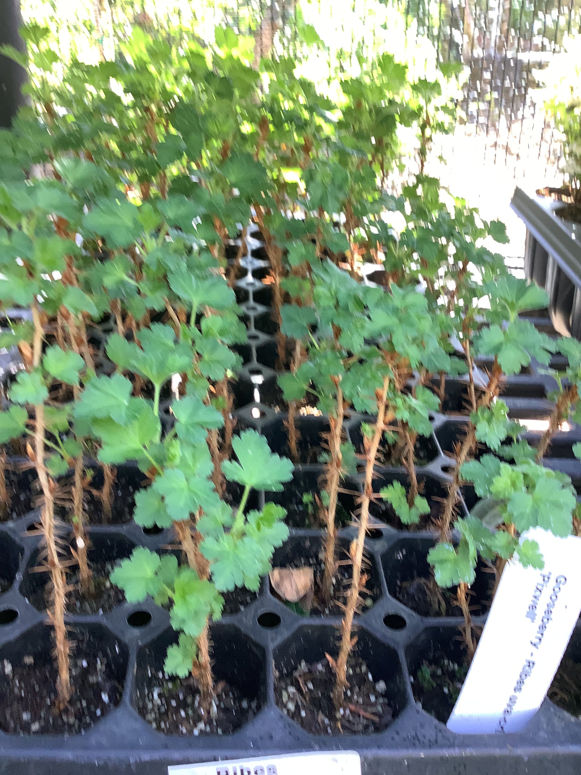 Pixwell Gooseberry Plant