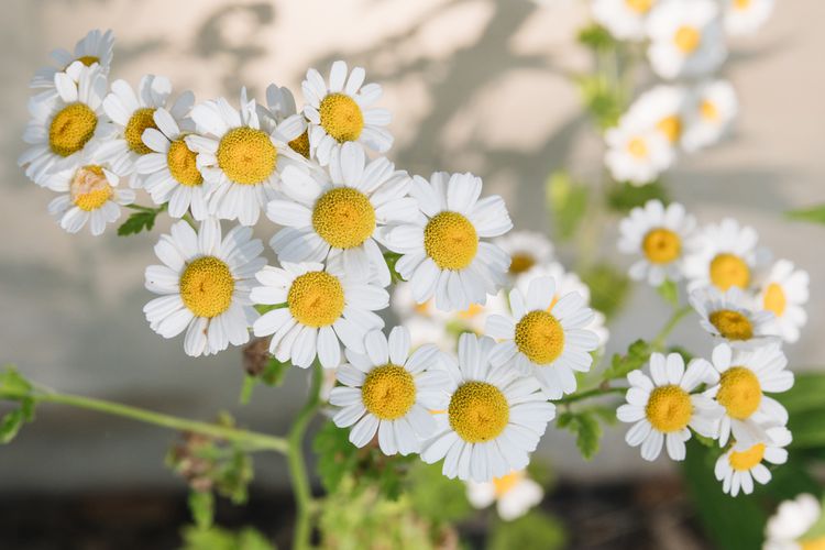 Roman Chamomile Plant - Perennial Herb Groundcover Healthy Harvesters