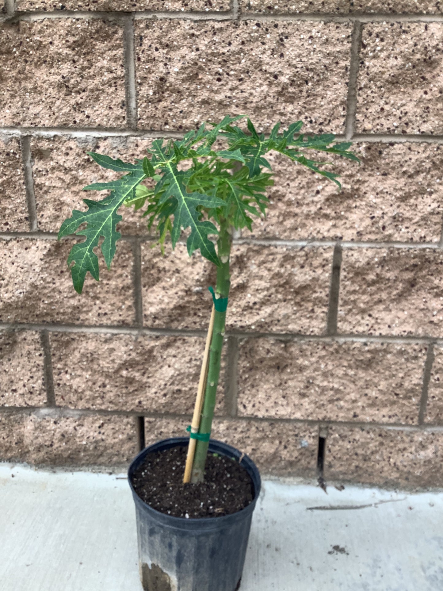 Papaya Hawaiian Solo Sunrise Tree One Gallon Size