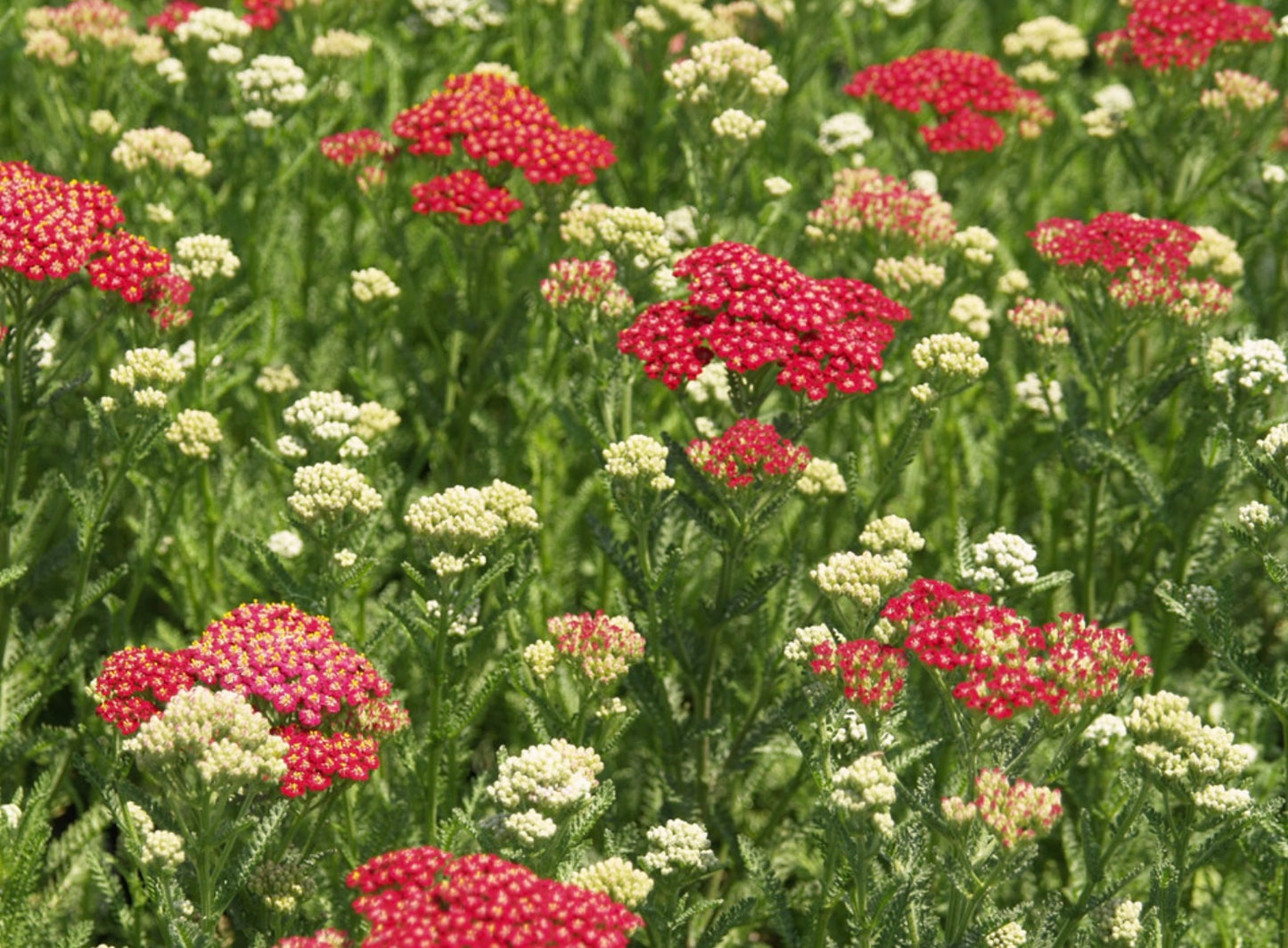 New Vintage Red Yarrow Achillea m. Balvinred Plant One Gallon Size