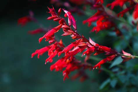 Salvia Roman Red Sage One  Gallon Size Healthy Harvesters