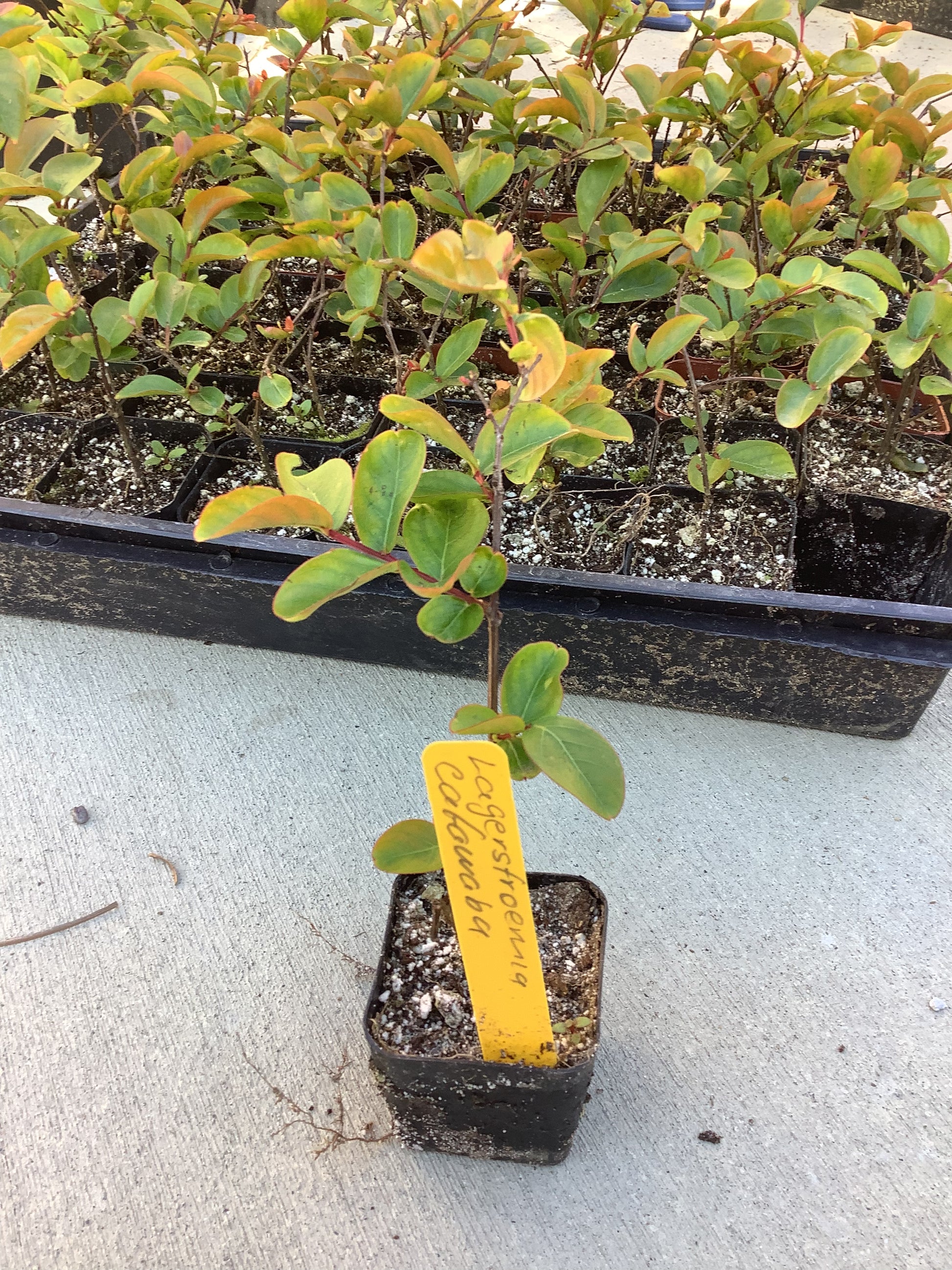 One Purple Crape Myrtle Lagerstromia indica ‘Catawba’ Tree Healthy Harvesters