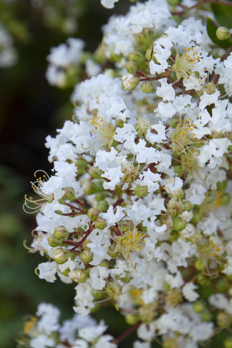 Natchez Crape Myrtle Lagerstroemia indica x fauriei 'Natchez' Tree Healthy Harvesters